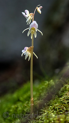 BB 12 0385 / Epipogium aphyllum / Huldreblom